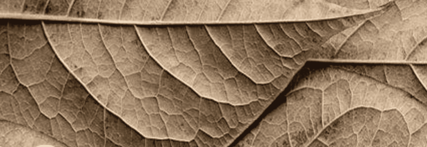 Scroll image