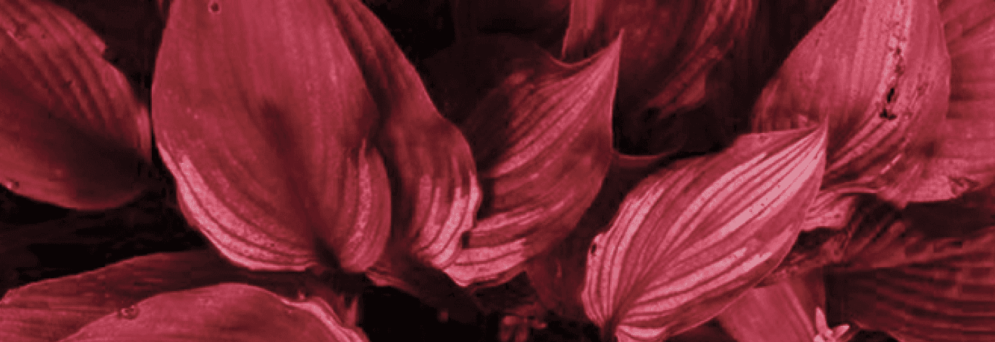 Scroll image
